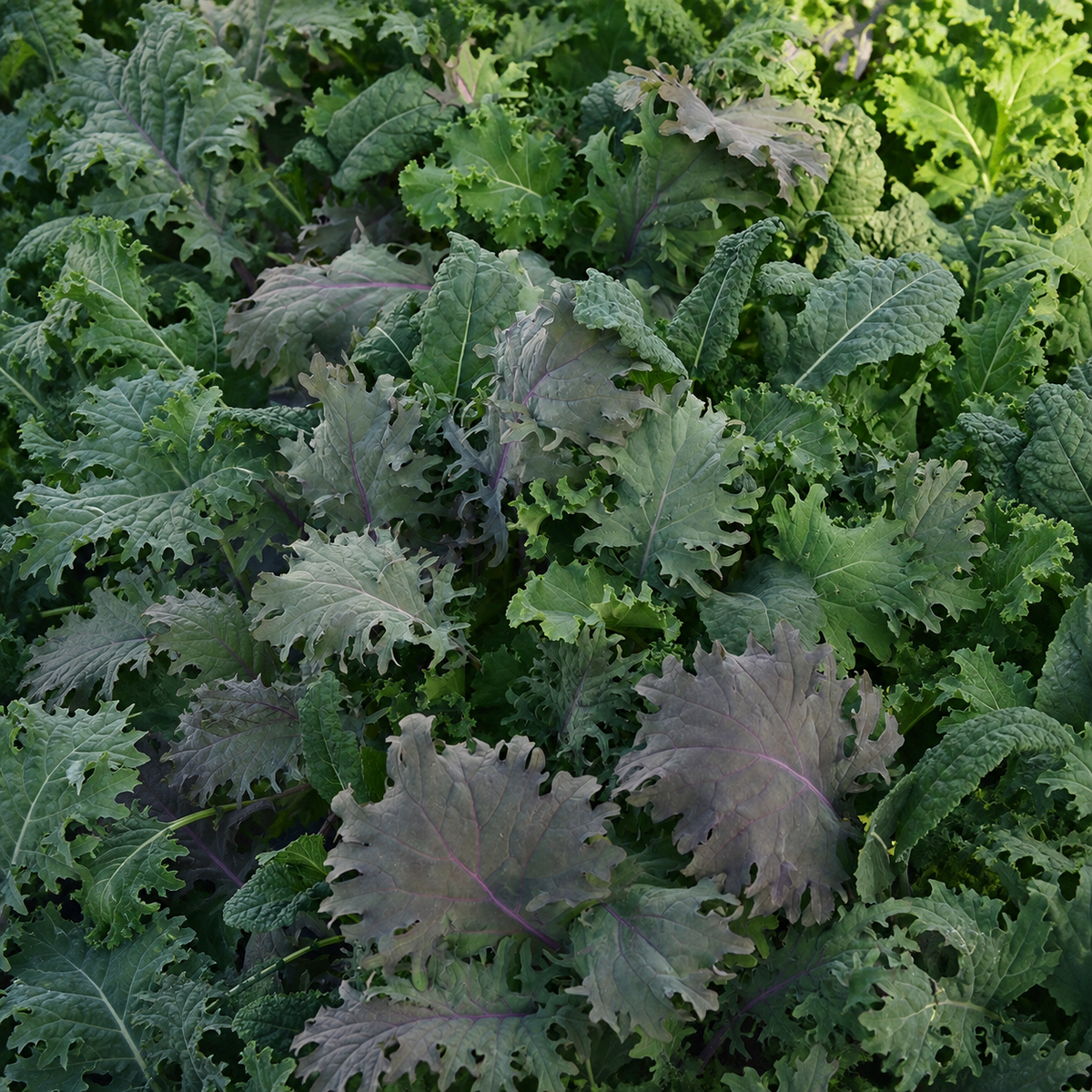 KALE STORM