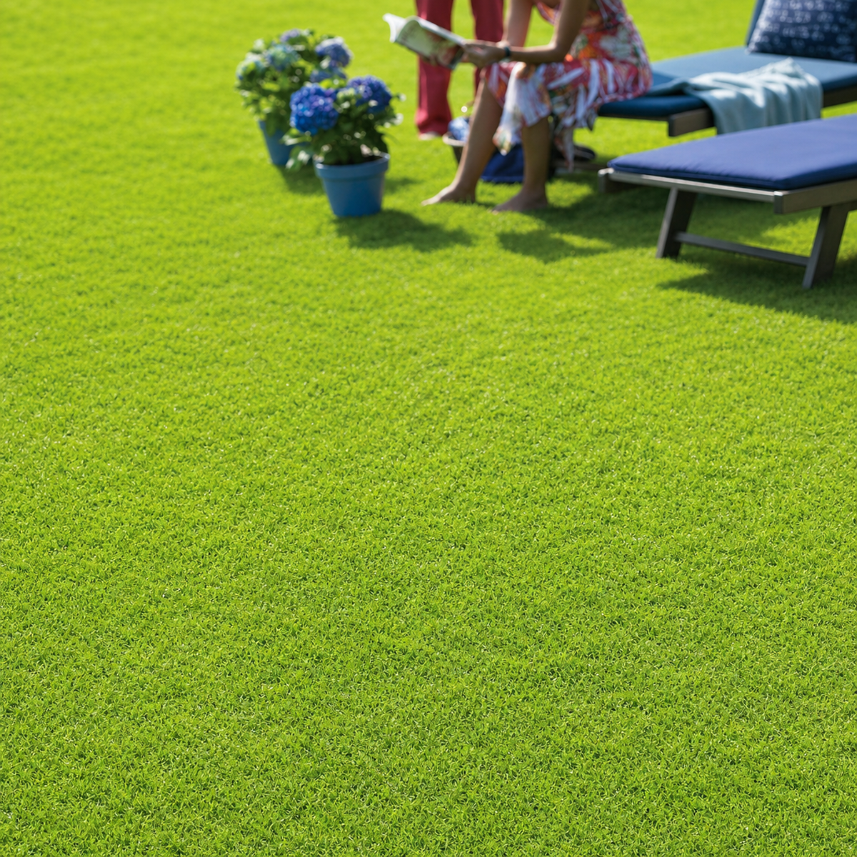 Kikuyu Whittet Lawn