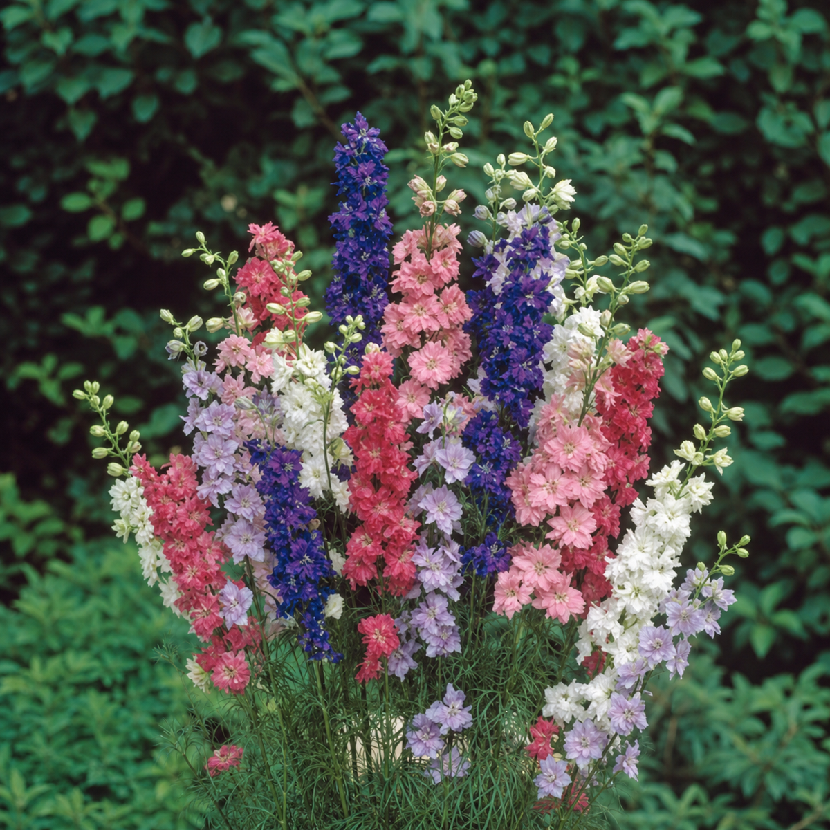 Larkspur Qis Formula Mix