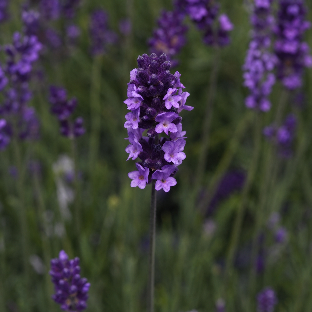 LAVENDER AVIGNON EARLY BLUE