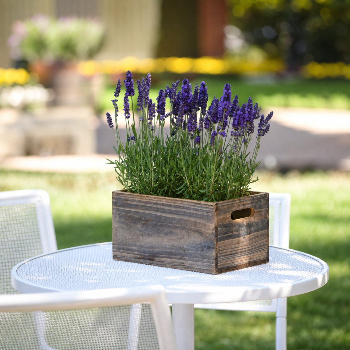 LAVENDER BLUE SPEAR