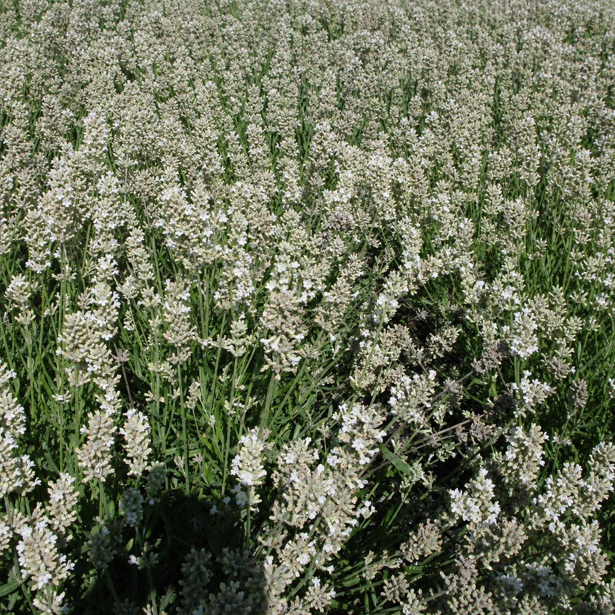 LAVENDER ELLAGANCE SNOW