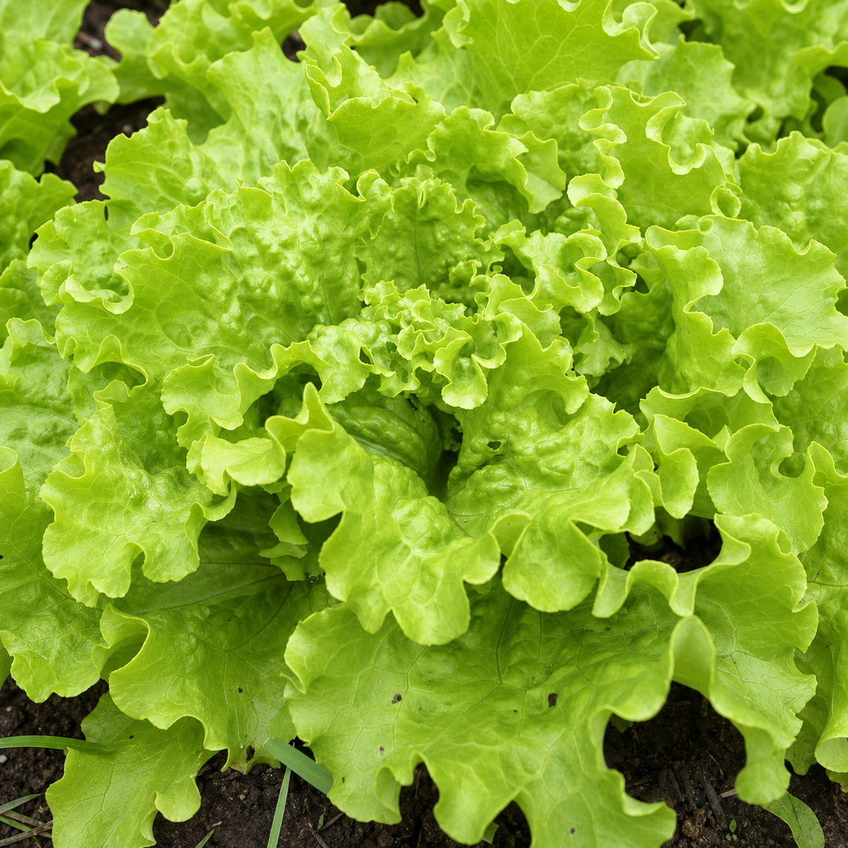 LETTUCE BLOND DE PARIS