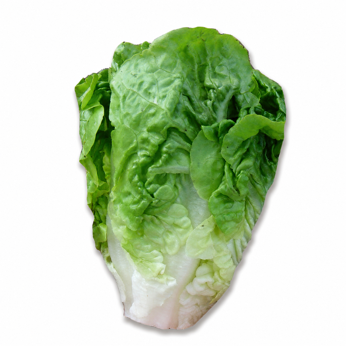 LETTUCE LITTLE GEM