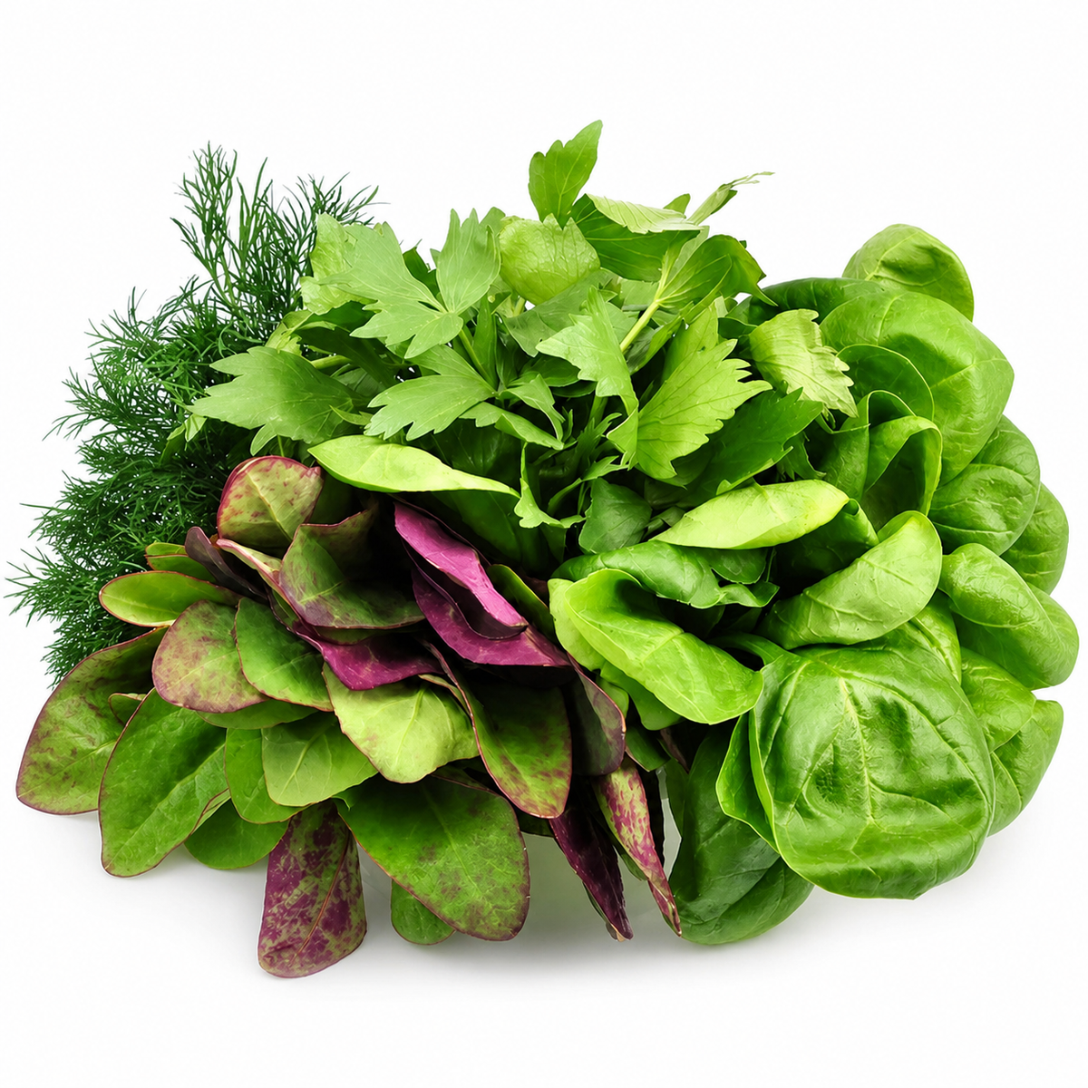 Lettuce Mesclun Spicy Salad Seeds - Ubuntuberg Seeds product image