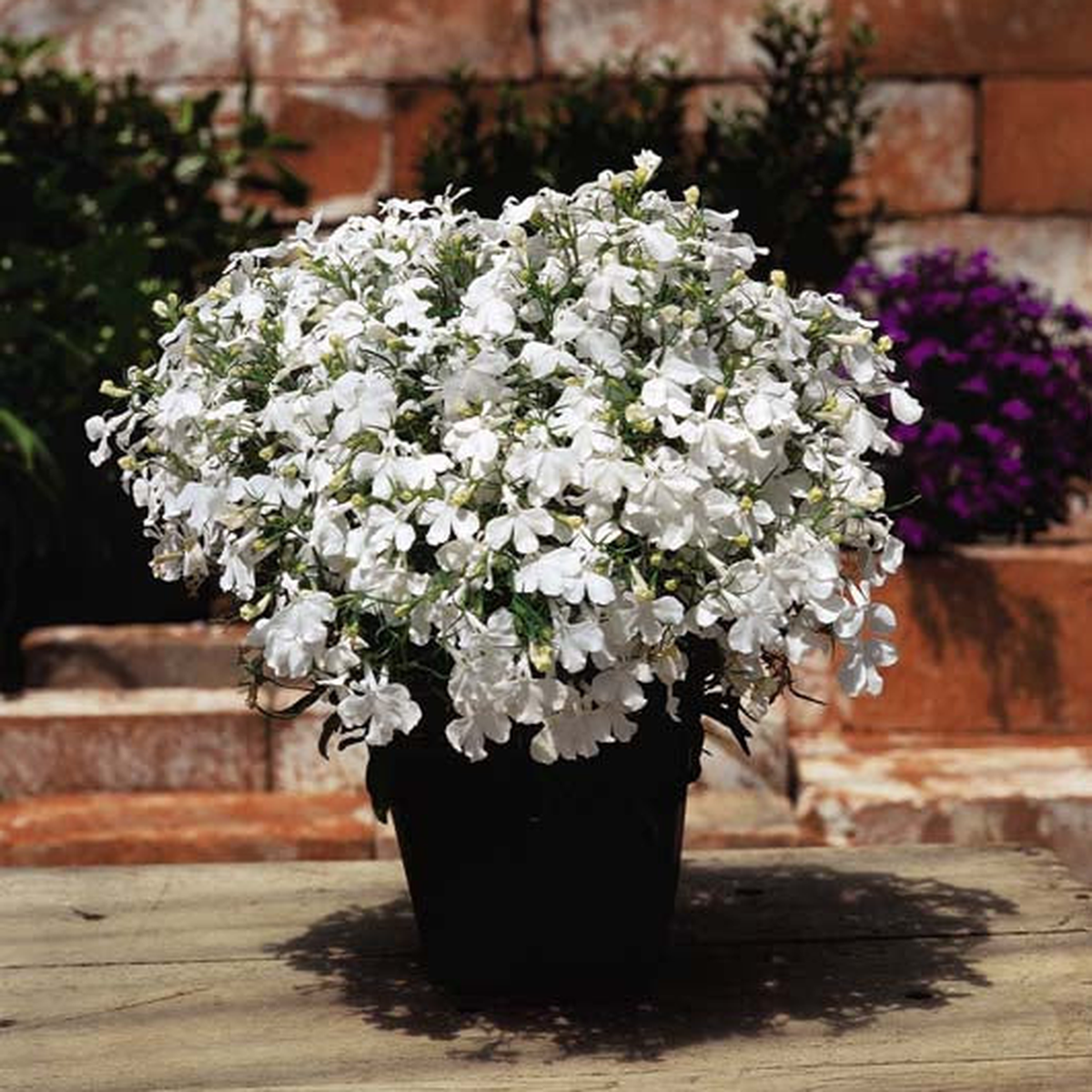 LOBELIA RIVIERA WHITE