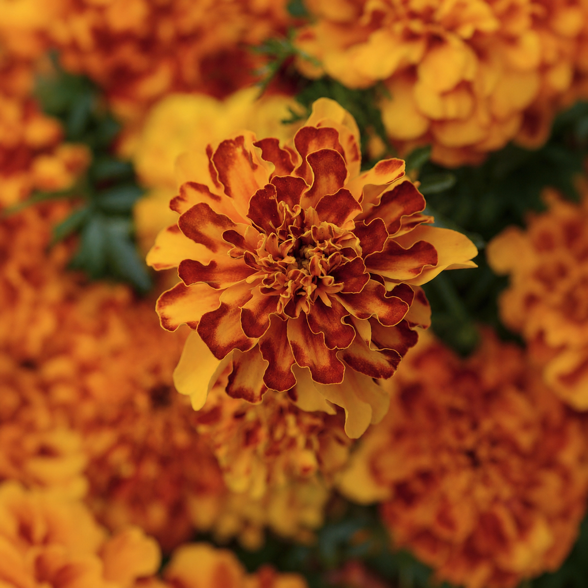 MARIGOLD BONANZA BOLERO