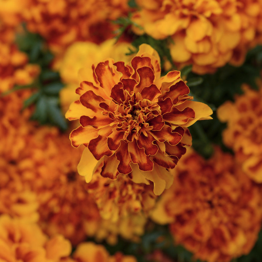 Marigold Seeds – GARDENING.co.za