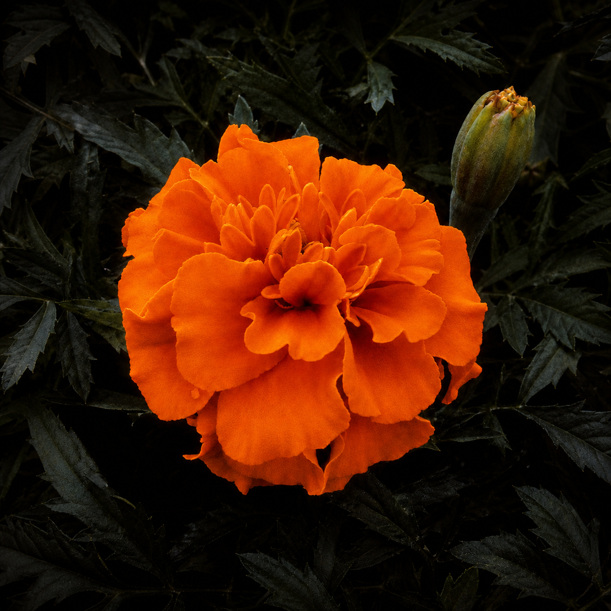 MARIGOLD BONANZA DEEP ORANGE