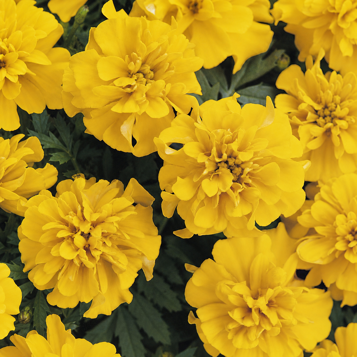MARIGOLD BONANZA GOLD