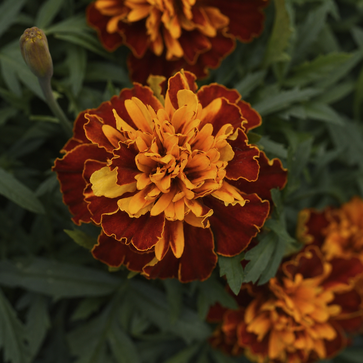 MARIGOLD BONANZA HARMONY