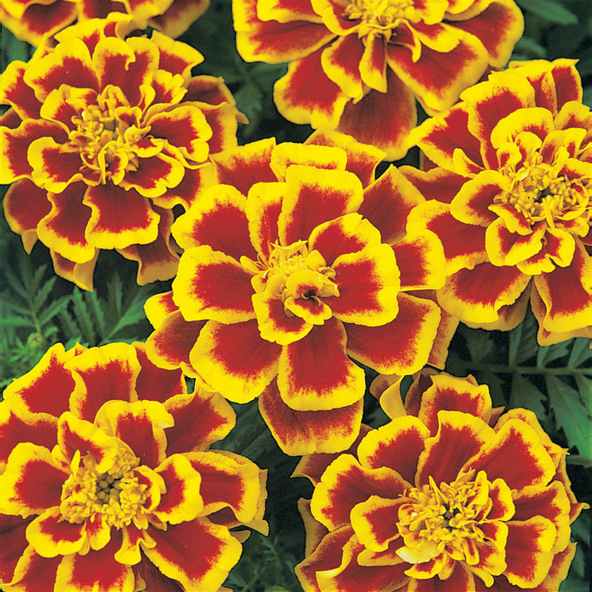 MARIGOLD DURANGO BEE