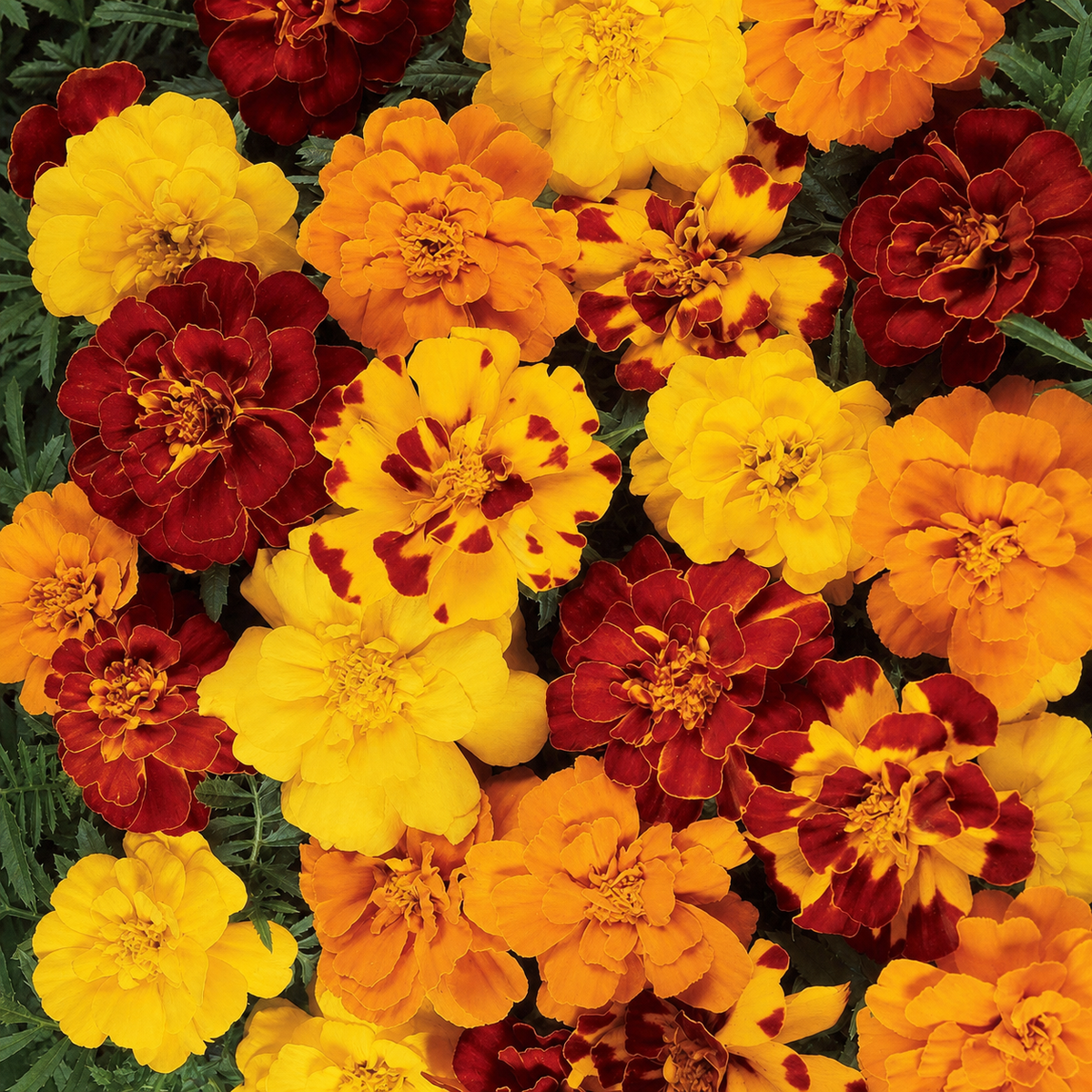 MARIGOLD DURANGO OUTBACK MIX