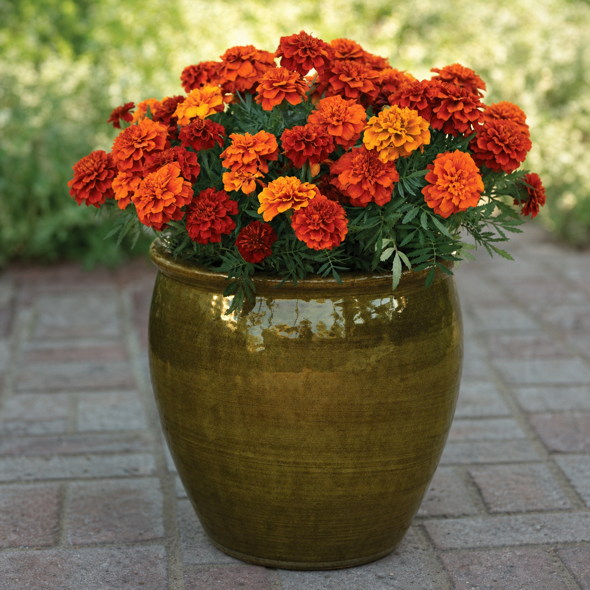 MARIGOLD FIREBALL