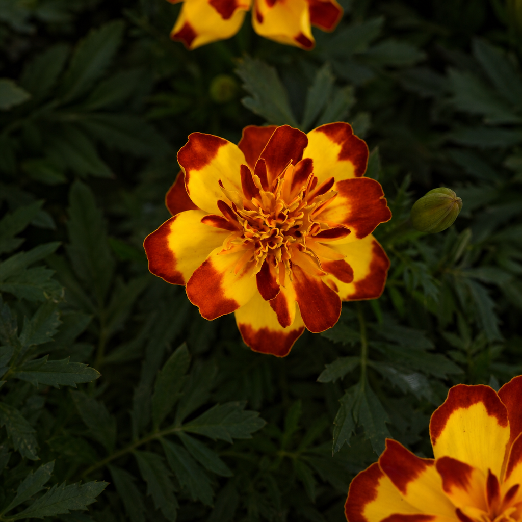 Marigold Seeds – GARDENING.co.za