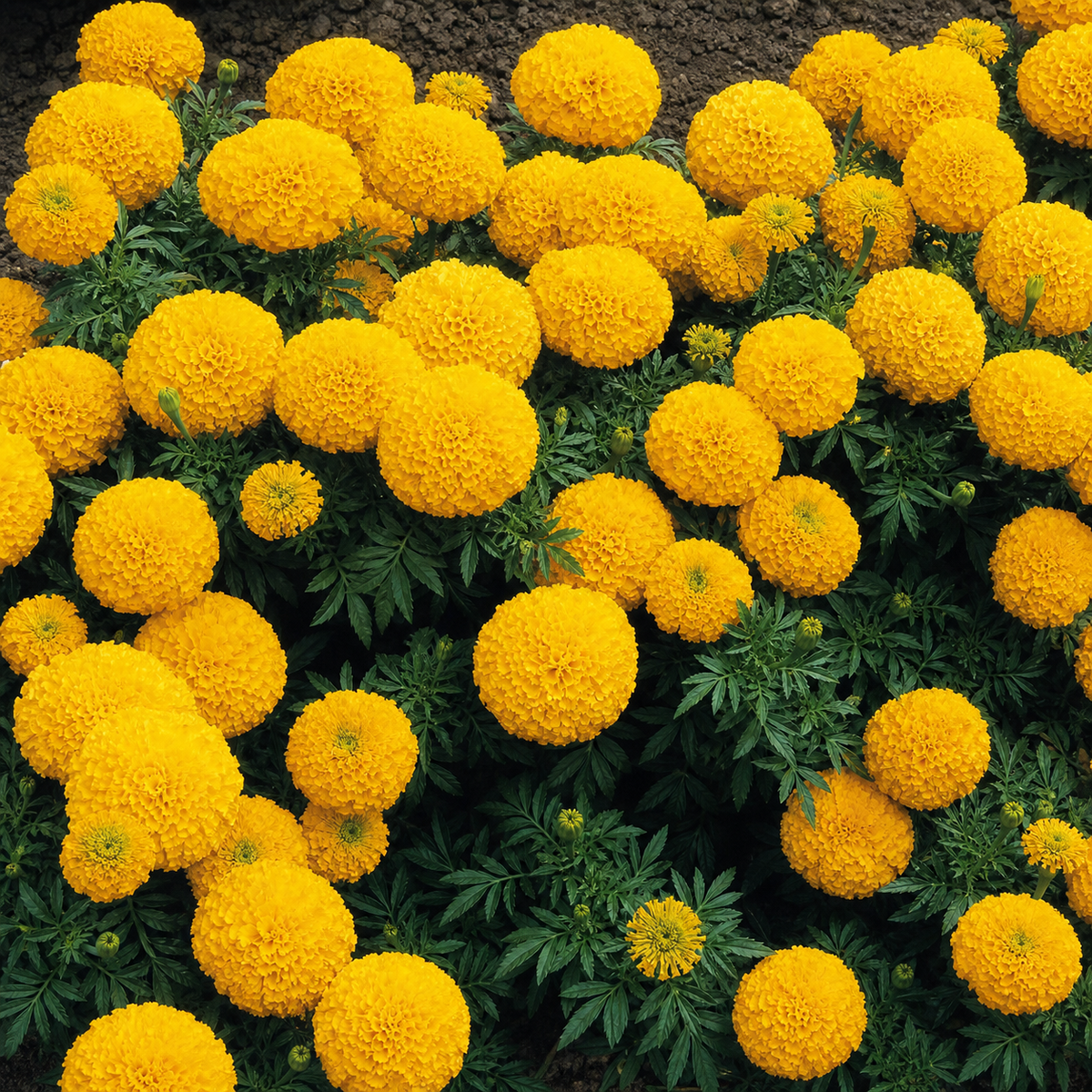 Marigold Inca Ii Gold