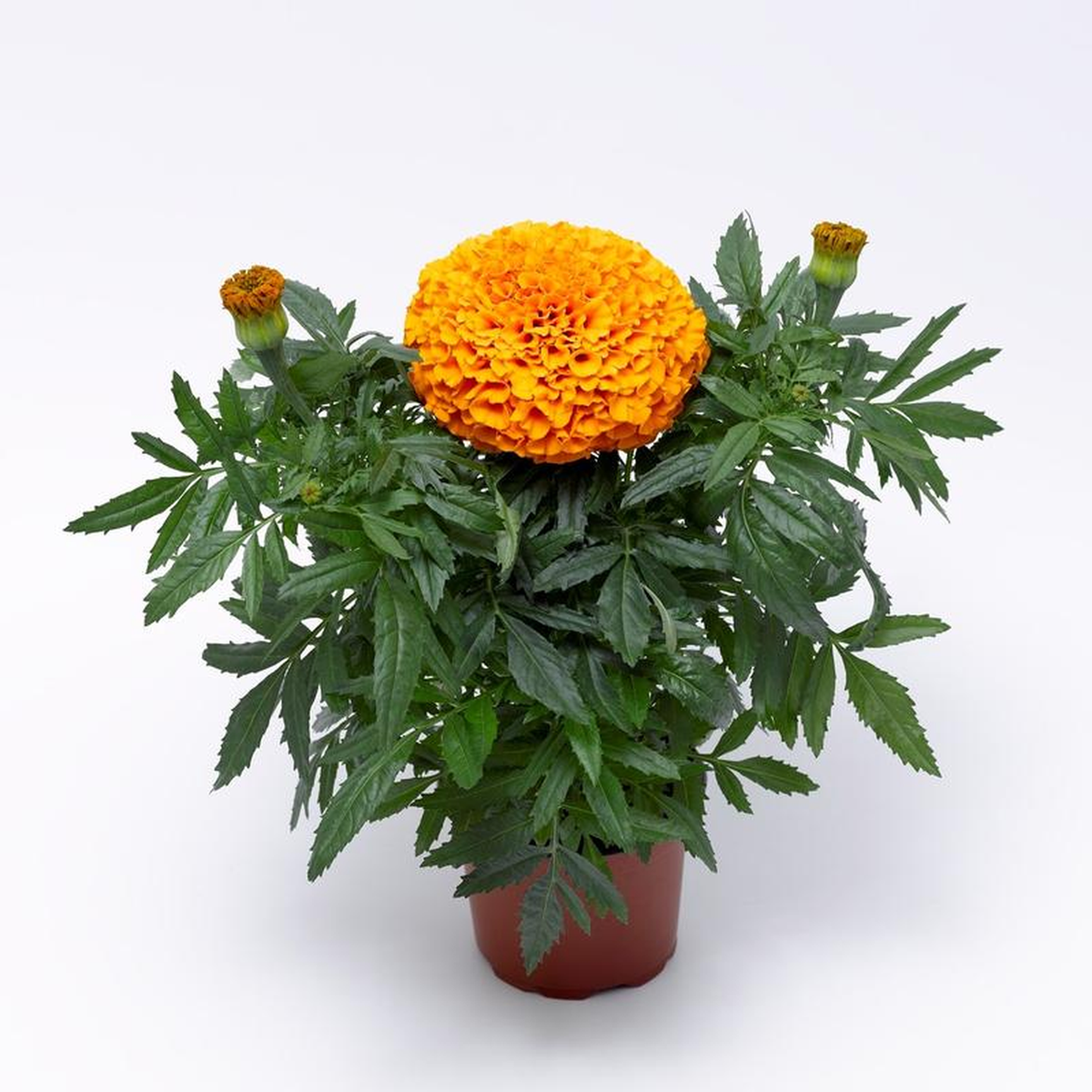 Marigold Inca Ii Orange Seeds - Ubuntuberg Seeds product image