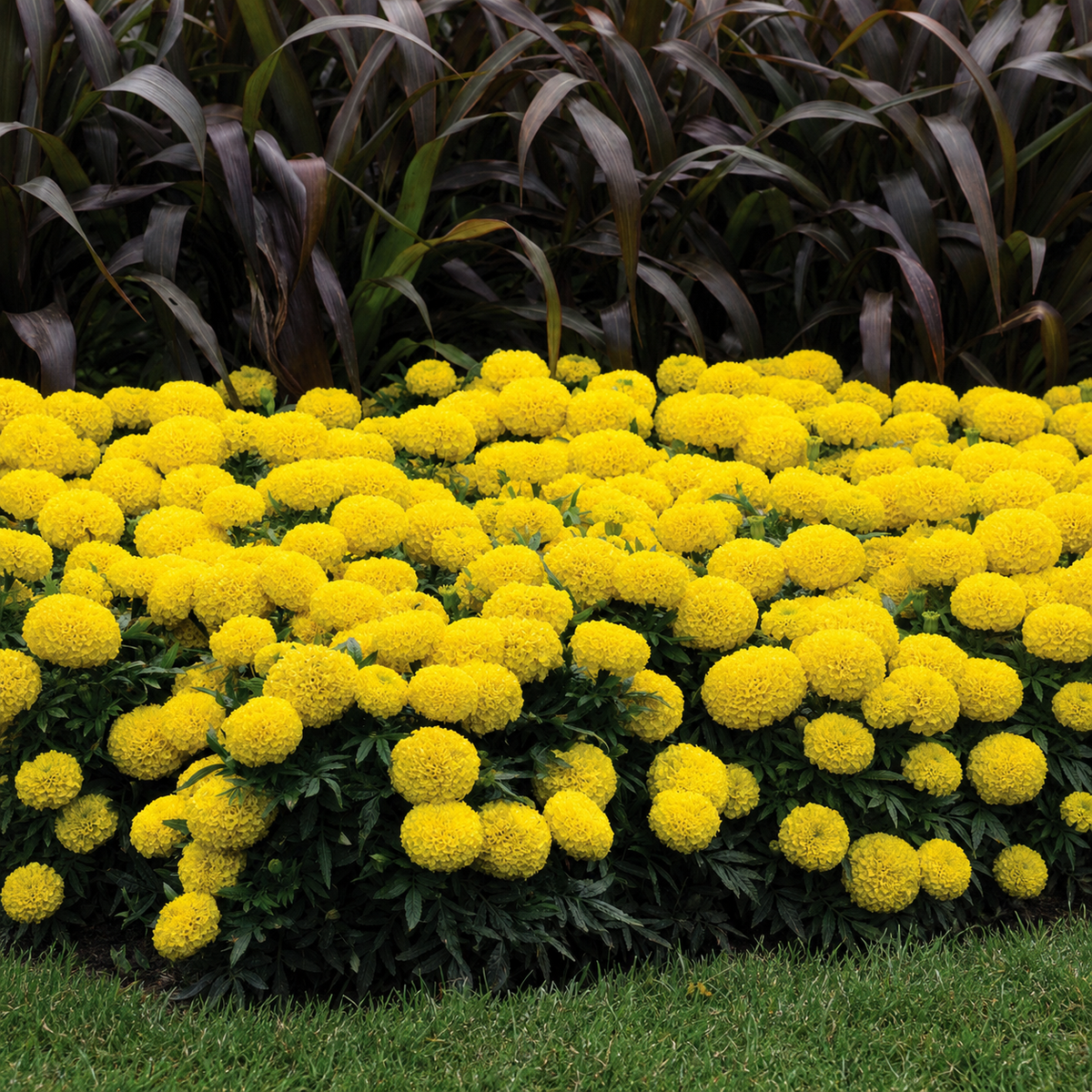 MARIGOLD TAISHAN YELLOW