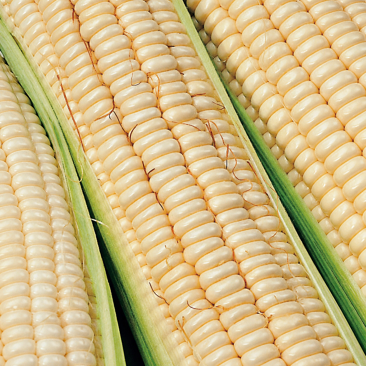 MEALIE GREEN KALAHARI EARLY PEARL