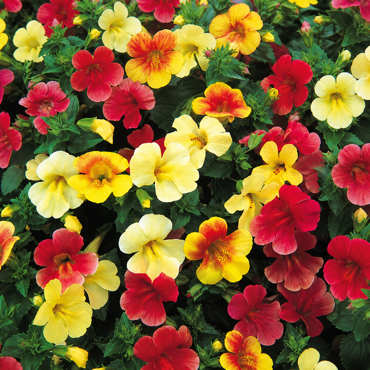 MIMULUS MAGIC BALL MIX