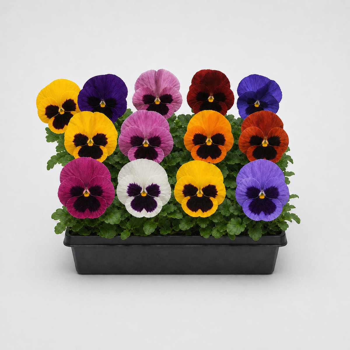 PANSY MATRIX BLOTCH MIXED