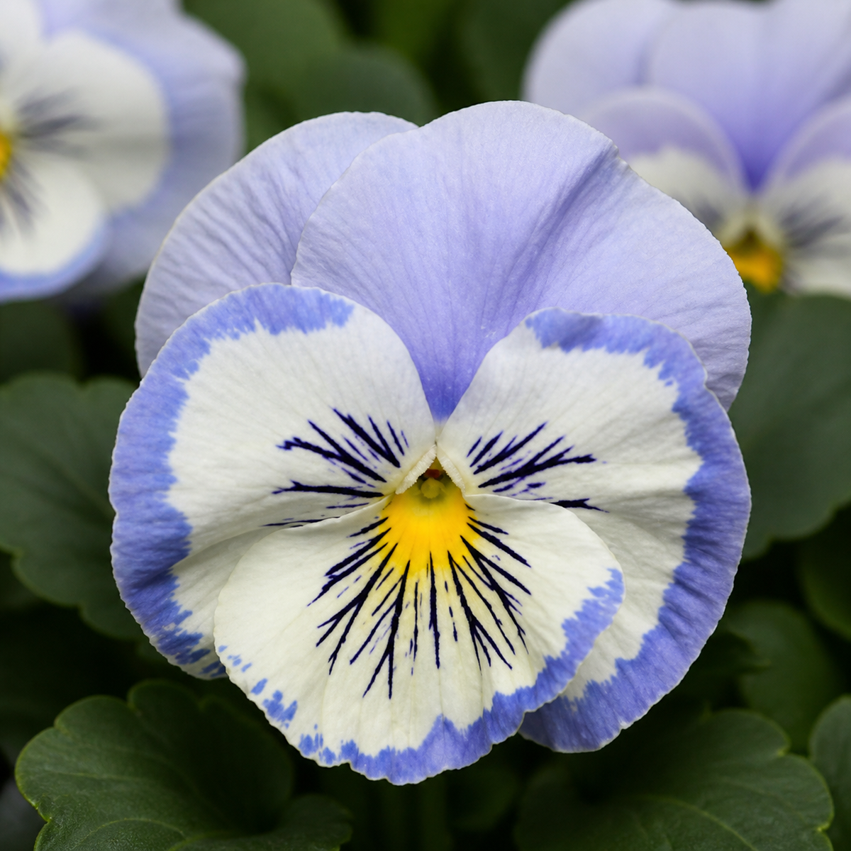 PANSY MATRIX BLUE WHITE WHISKERS