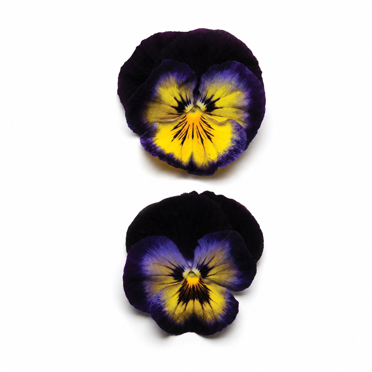 PANSY MATRIX MIDNIGHT GLOW