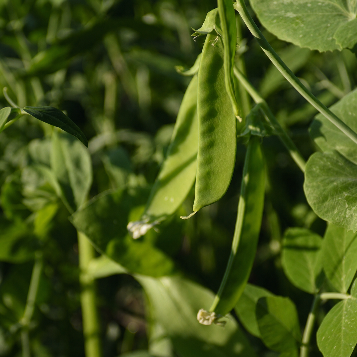 PEAS OREGON SUGAR POD ll