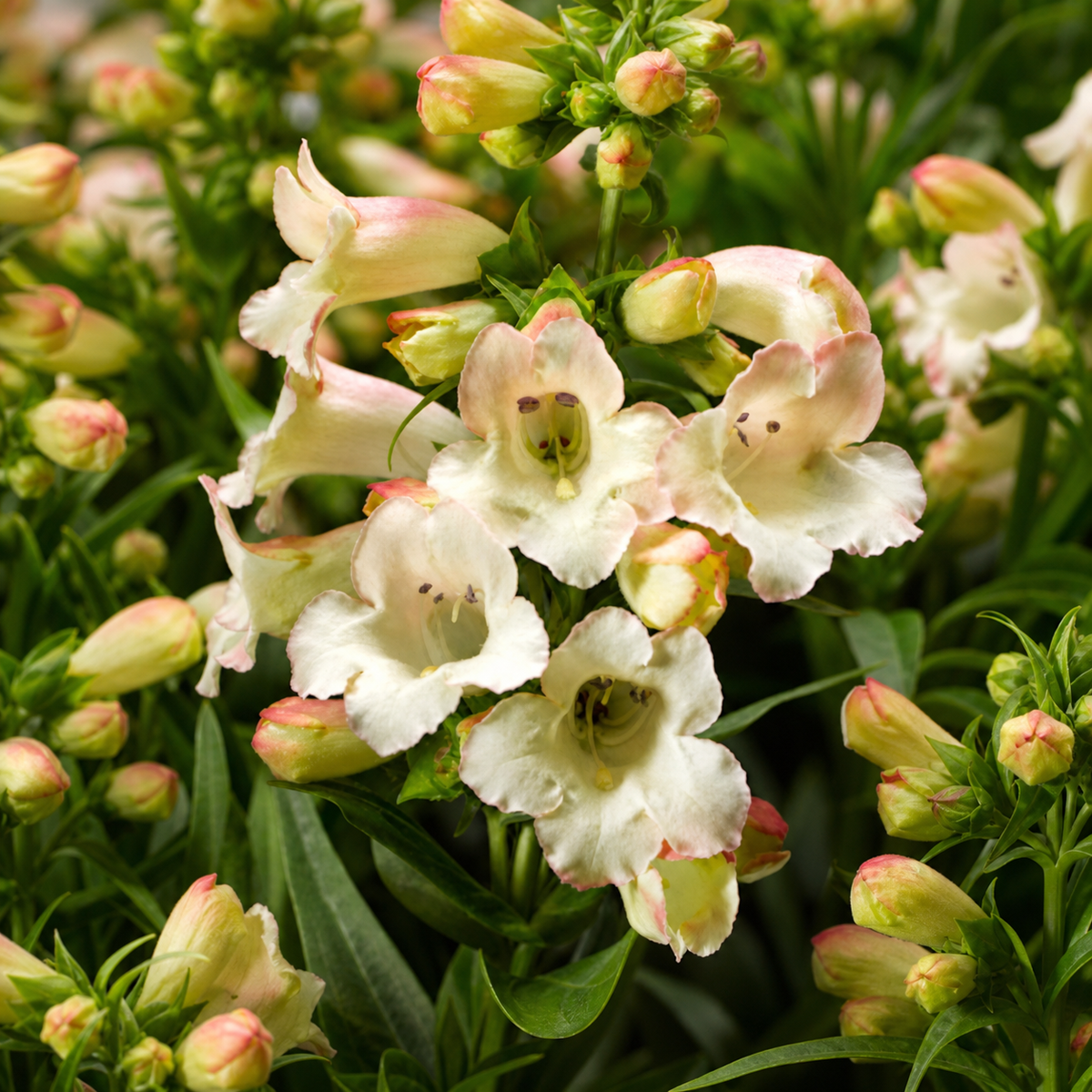 PENSTEMON ARABESQUE APPLEBLOSSOM