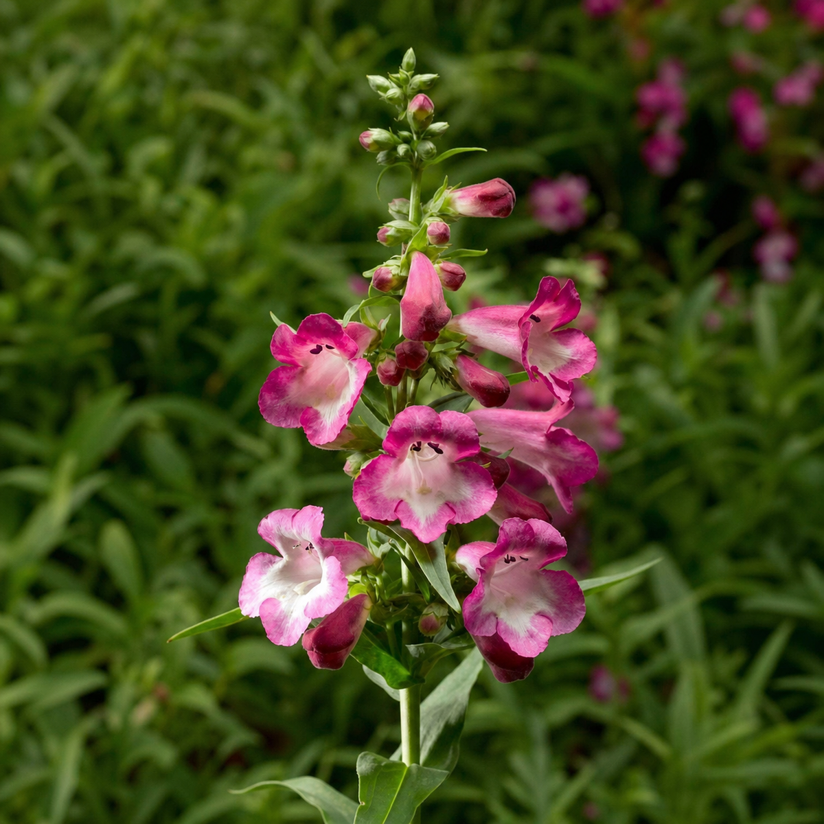 PENSTEMON ARABESQUE ORCHID