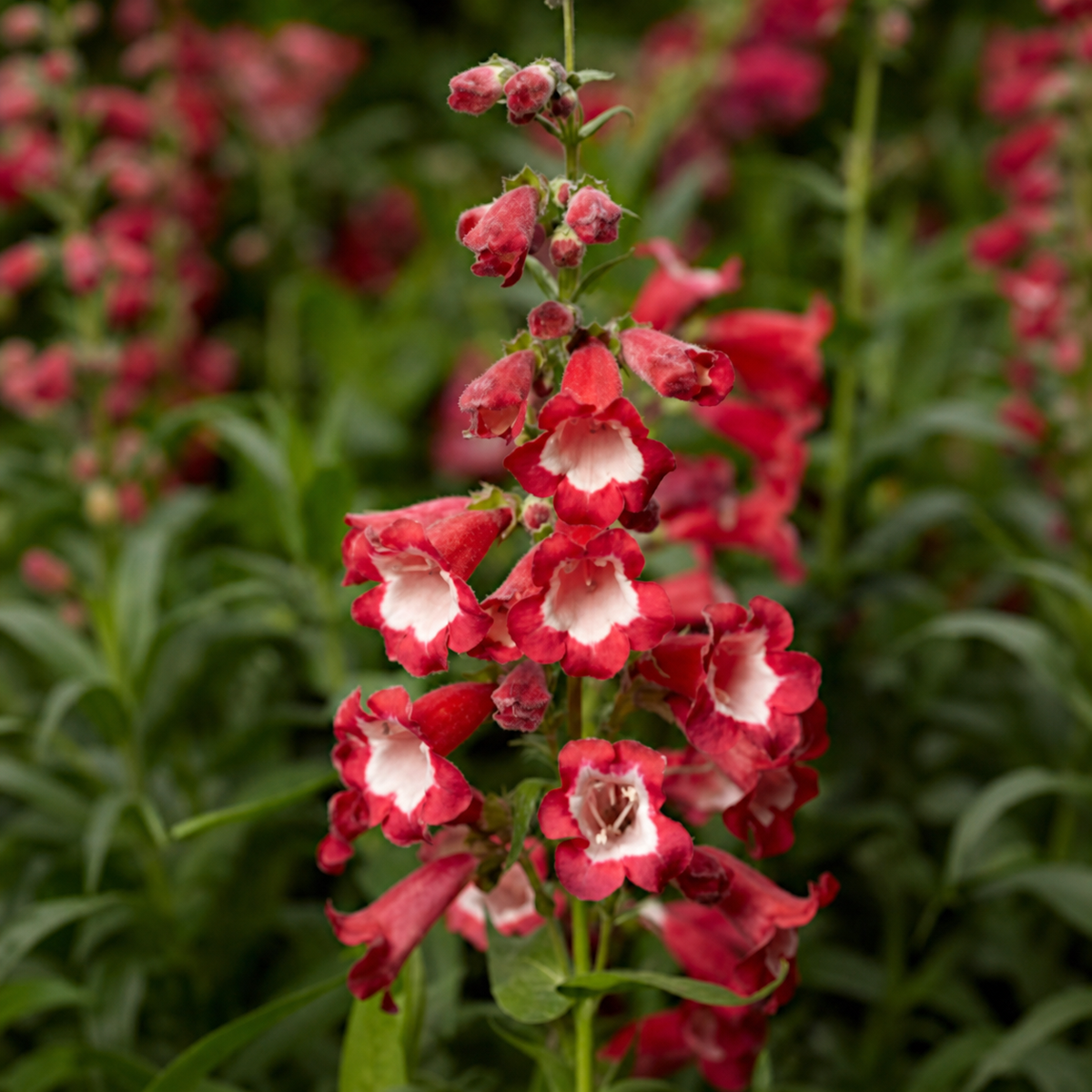 PENSTEMON ARABESQUE RED
