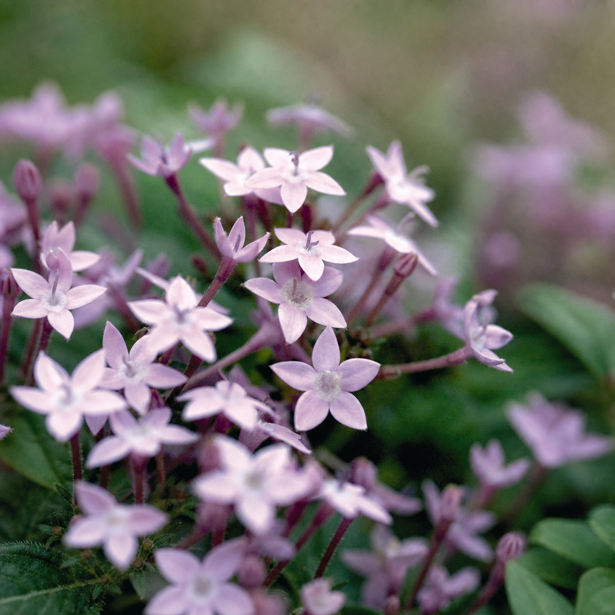 PENTAS F1 NORTHERN LIGHTS LAVENDER