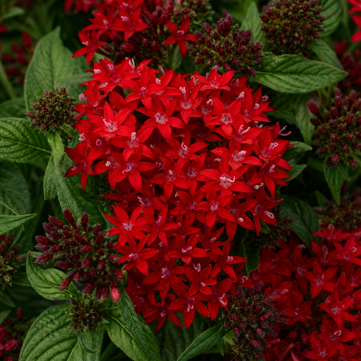 PENTAS LUCKY STAR DARK RED