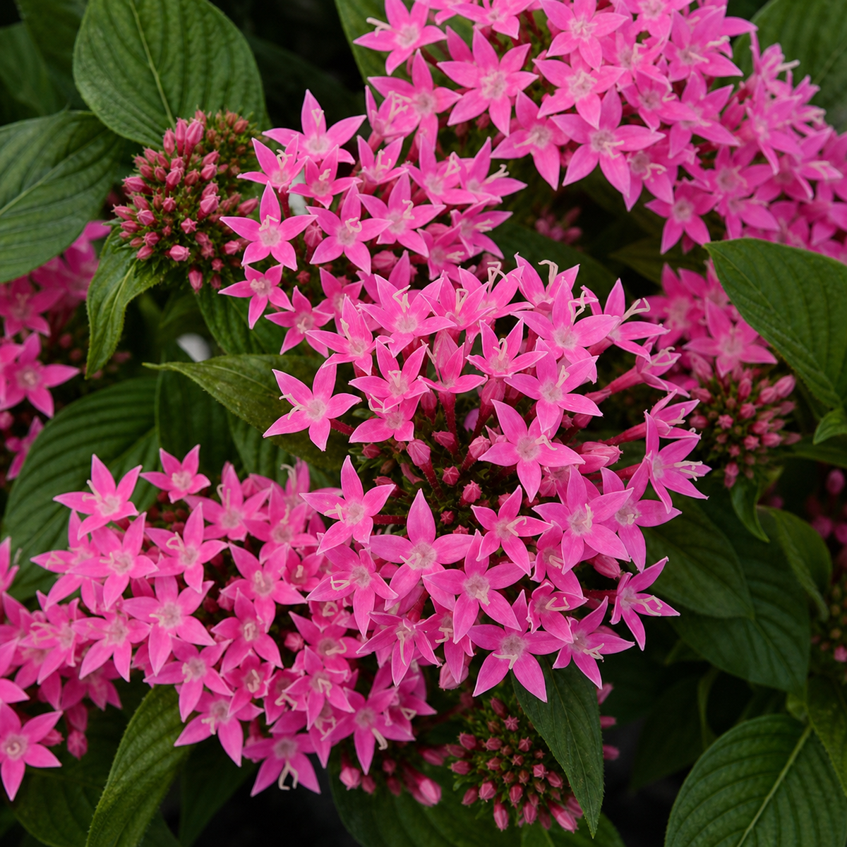 PENTAS LUCKY STAR DEEP PINK