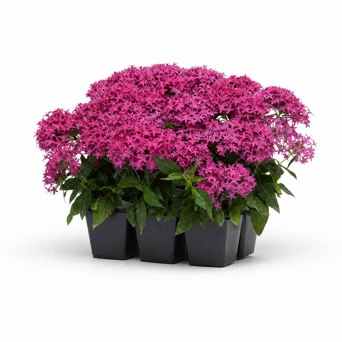 PENTAS LUCKY STAR VIOLET