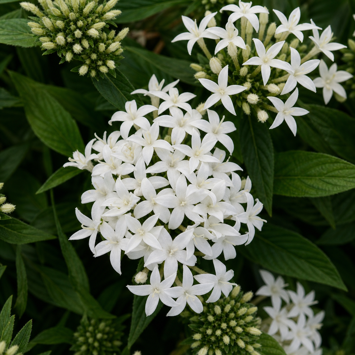 PENTAS LUCKY STAR WHITE