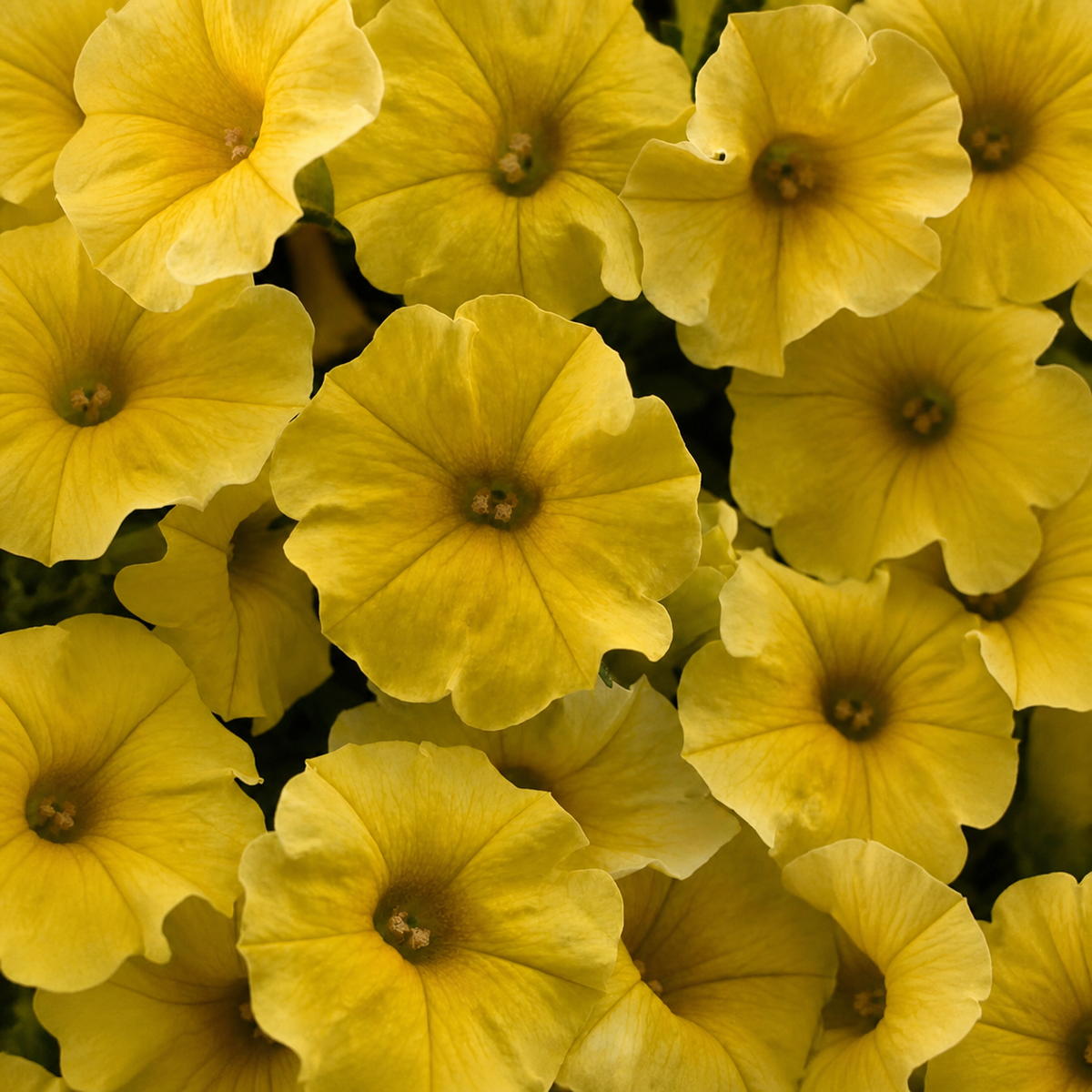 Ubuntuberg Petunia Caliburst Yellow Seed