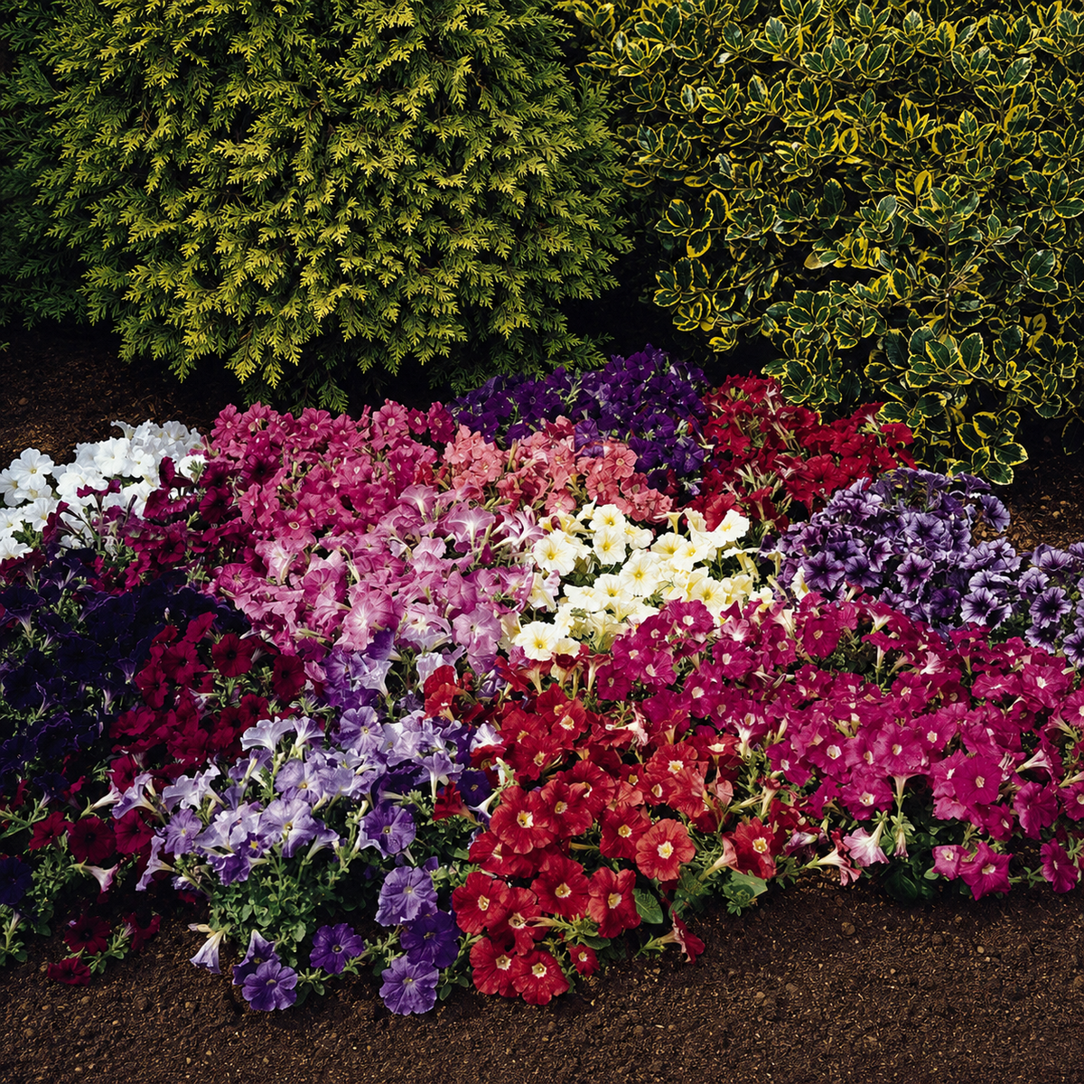 PETUNIA CARPET MIX