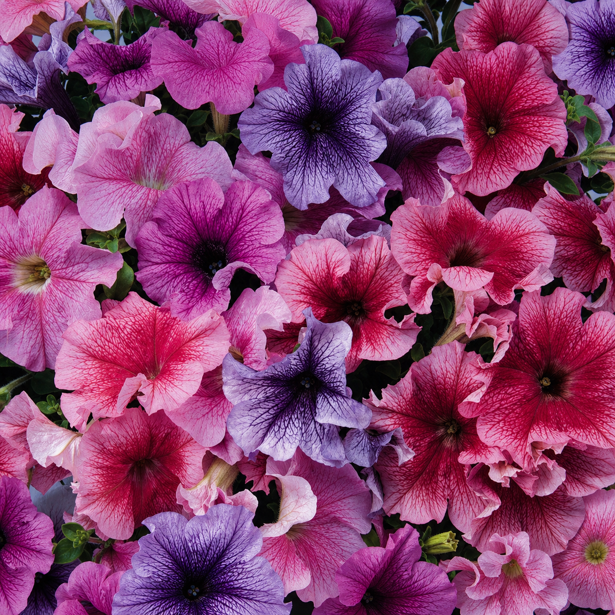 PETUNIA DADDY MIX