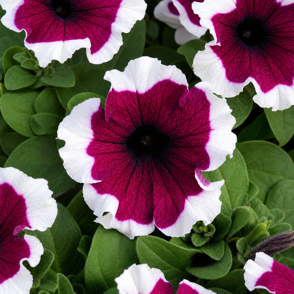 PETUNIA DREAMS BURGUNDY PICOTEE
