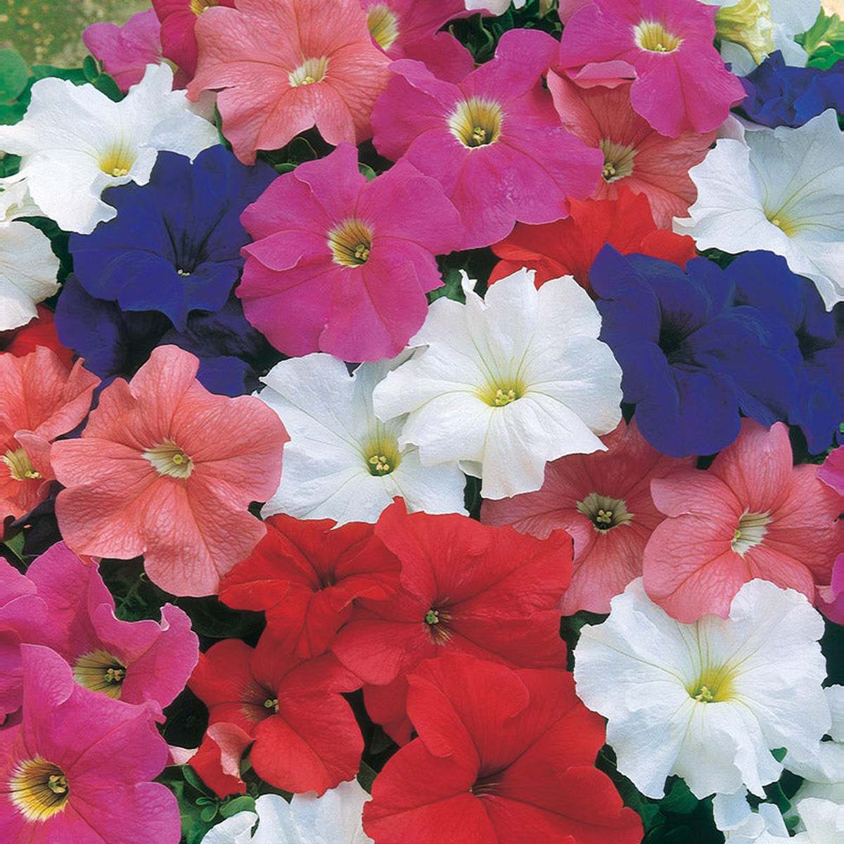PETUNIA DREAMS MIX