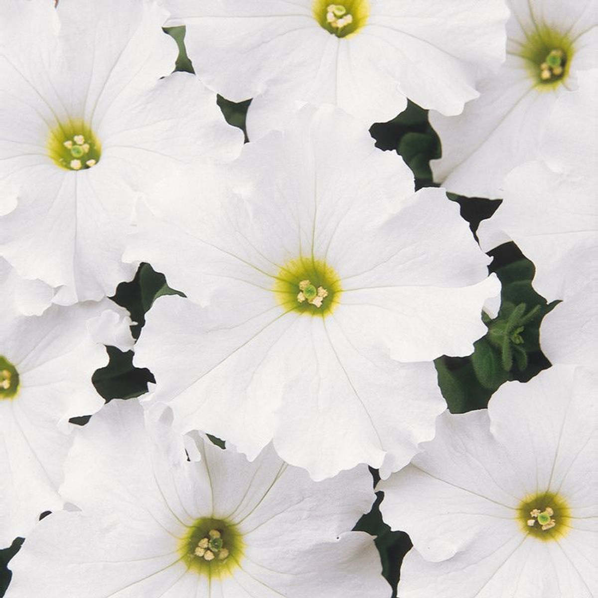 PETUNIA DREAMS WHITE