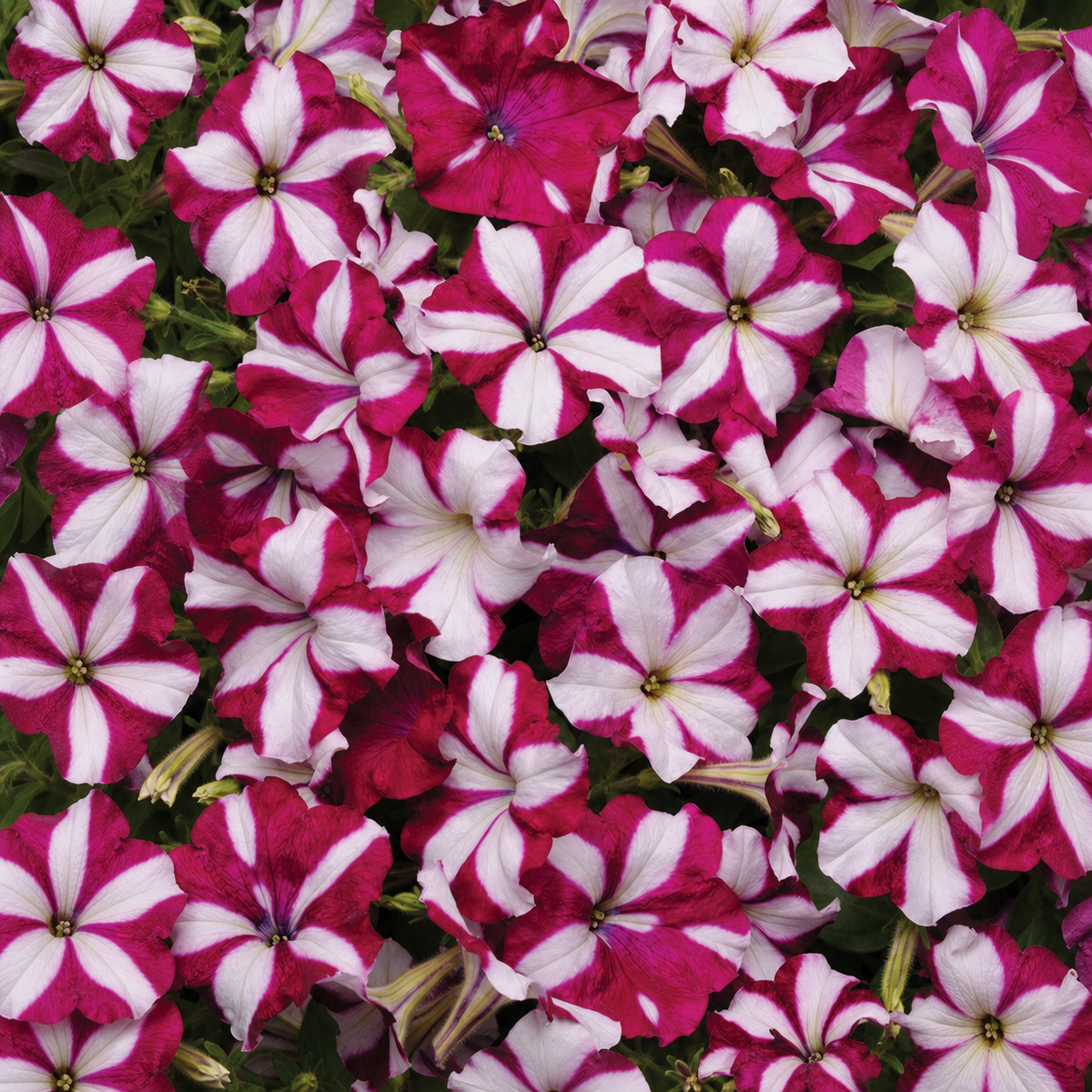 PETUNIA EASY WAVE BURGUNDY STAR