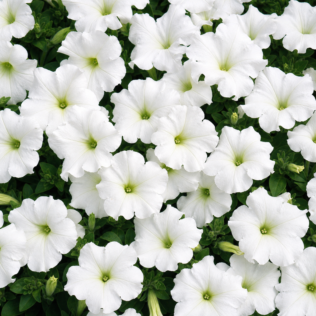 PETUNIA EASY WAVE WHITE