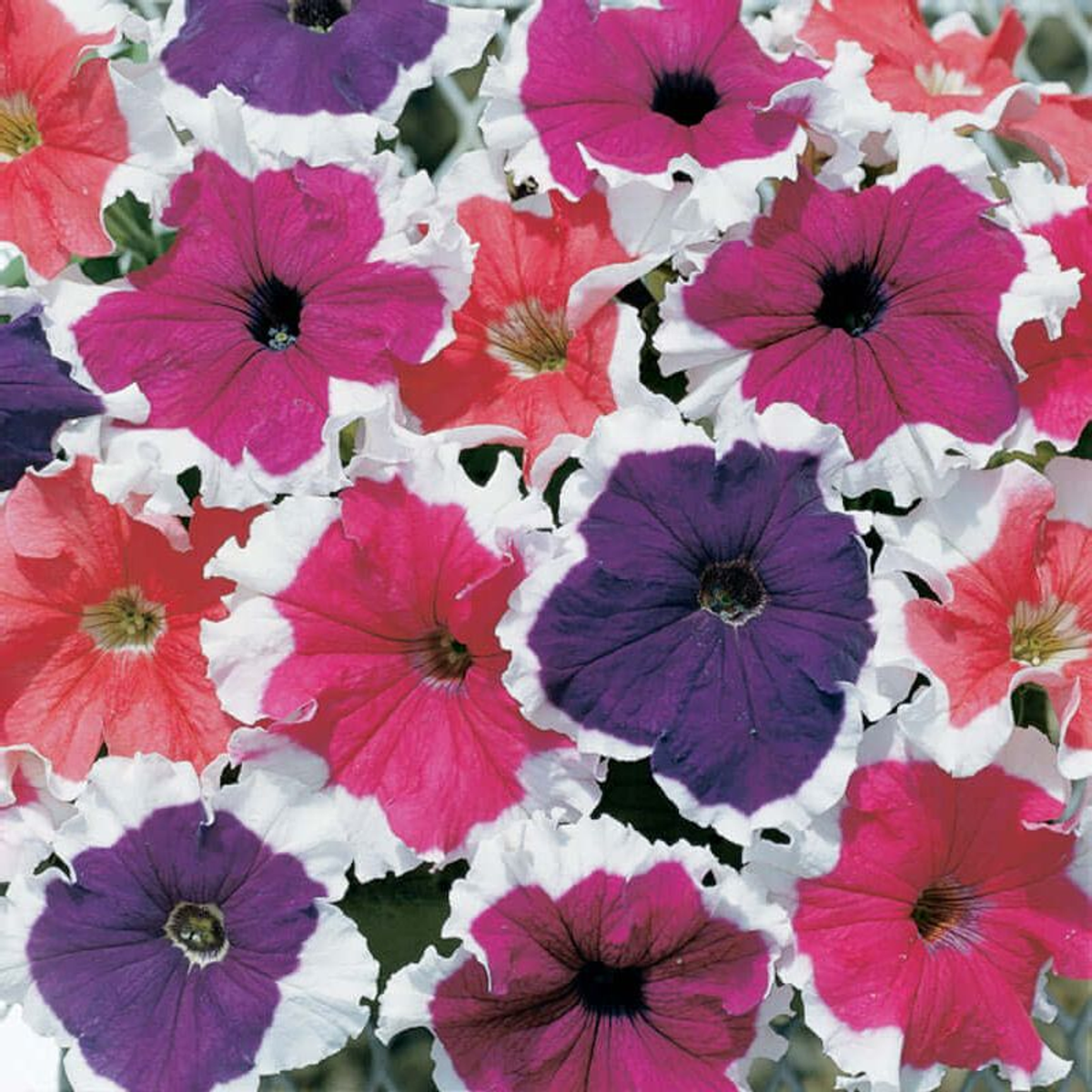 PETUNIA FROST MIX
