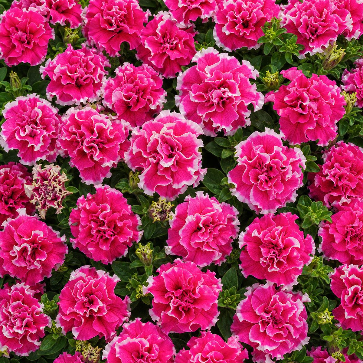 Petunia Pirouette Rose Seeds - Ubuntuberg Seeds product image