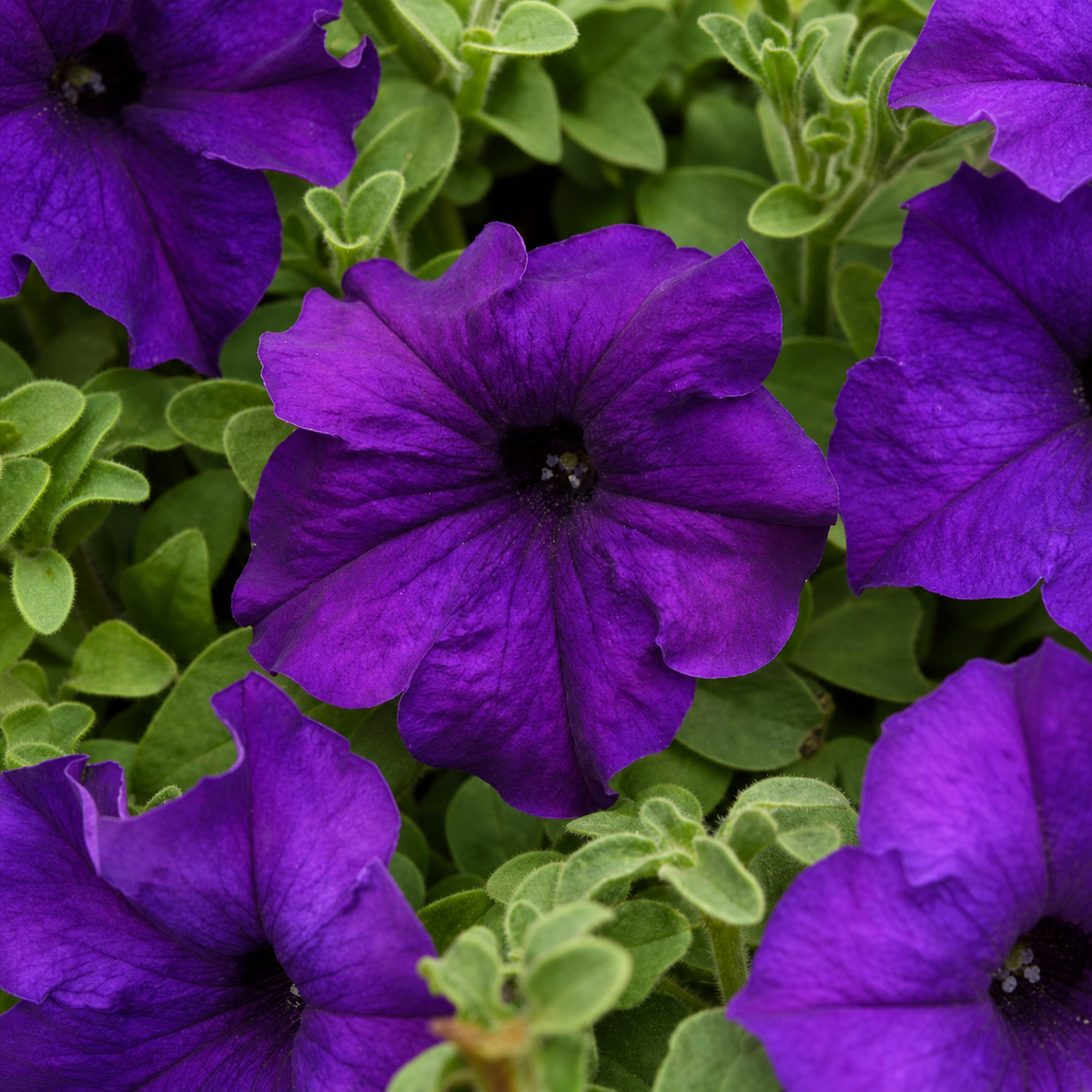 Petunia SCascade Blue Seed - High-Quality Flower Seeds - Ubuntuberg Seeds product image