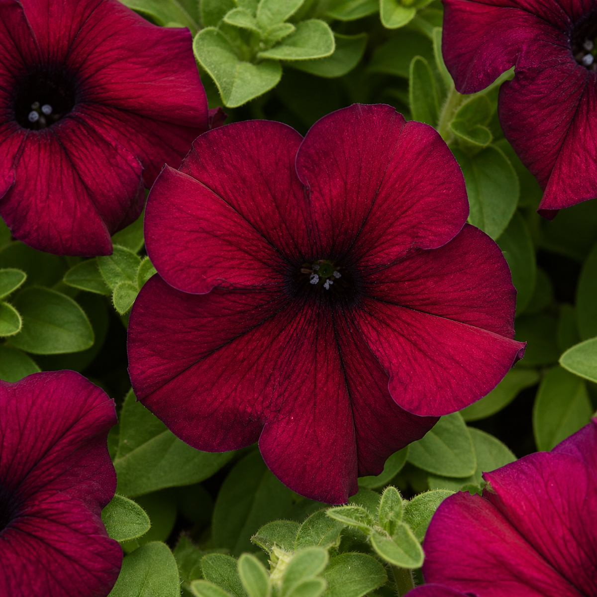 Petunia S/Cascade Burgundy Seeds - Ubuntuberg Seeds product image