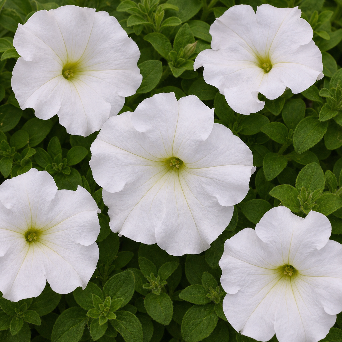 Petunia SCascade White Seed – Trailing Annual for Baskets Seeds - Ubuntuberg Seeds product image