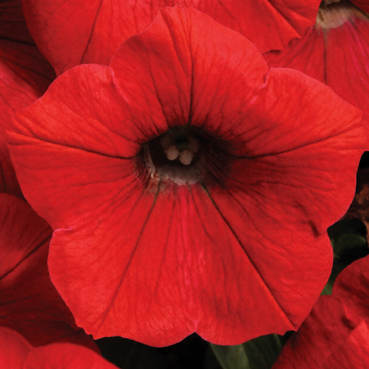 PETUNIA SHOCK WAVE RED